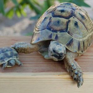 Ibera Greek tortoise for sale
