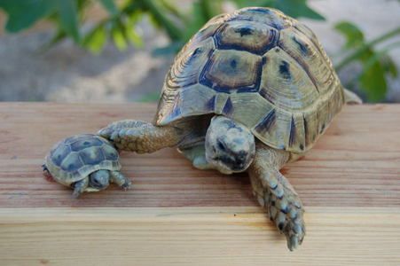 Ibera Greek tortoise for sale