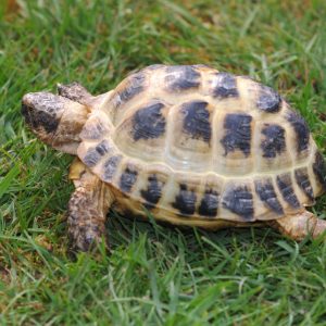 Horsefield tortoise(Russian Tortoises)