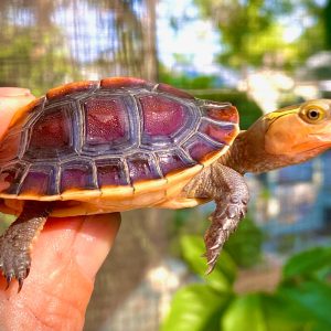 Chinese Box Turtle for Sale