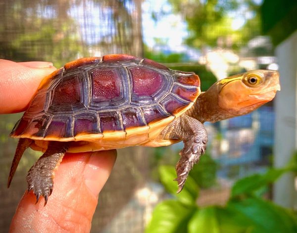 Chinese Box Turtle for Sale