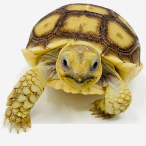 Hatchlings Sulcata Tortoise for Sale