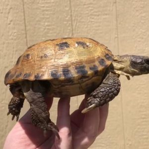 Russian Tortoise for sale : Captive-bred Russian tortoises are available for sale. These tortoises come in various life stages, including babies, juveniles, and young adults.