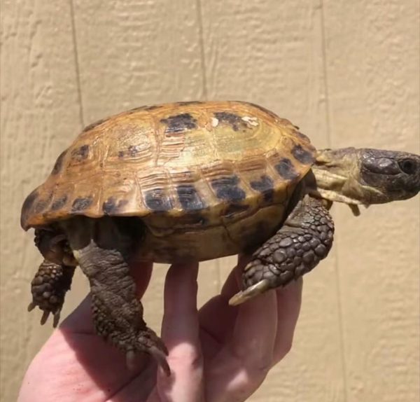 Russian Tortoise for sale : Captive-bred Russian tortoises are available for sale. These tortoises come in various life stages, including babies, juveniles, and young adults.