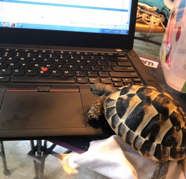 buy Baby Hermanns Tortoise | buy Hermann's tortoise online