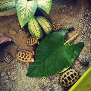 Forsten's Tortoise for sale
