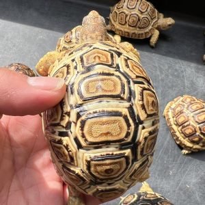 Ivory Leopard Tortoise for Sale