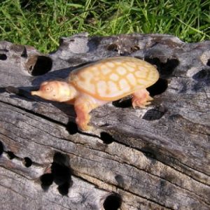 Albino Chinese Soft-Shell Turtle for Sale