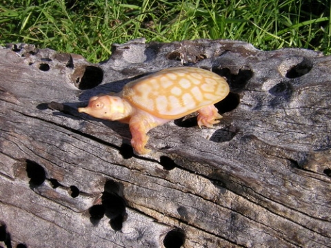 Albino Chinese Soft-Shell Turtle for Sale