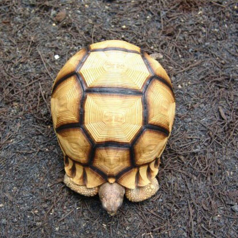 Angonoka Tortoise for sale