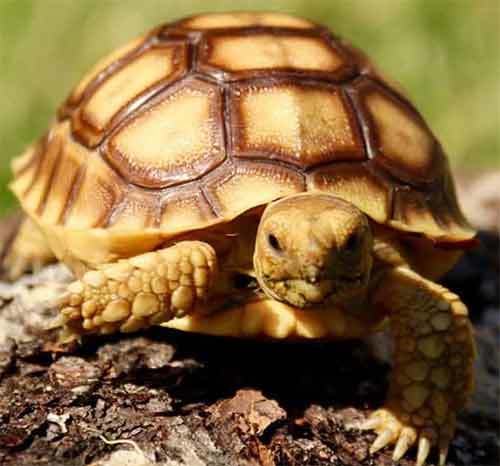 baby-sulcata-tortoise-for-sale-1