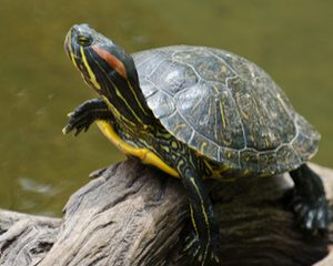 Buy Turtles online