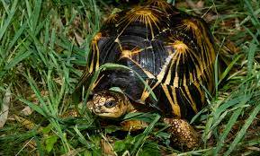 Radiated tortoise 