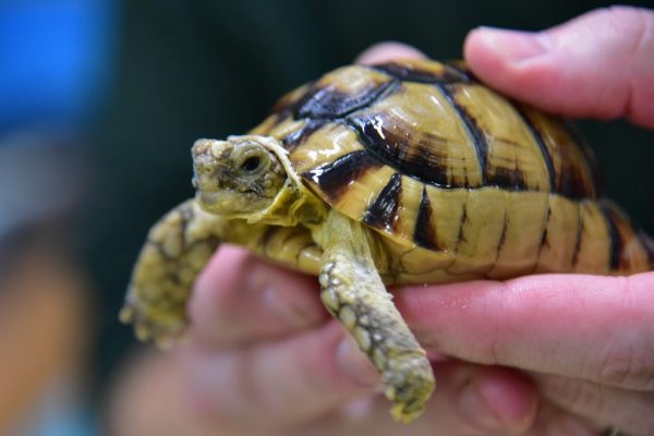 egyptian tortoise for sale