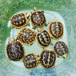Baby Pancake tortoise for sale are some of the rarer of all species of baby tortoise for sale. Our African pancake tortoises are all 100% captive bred, and hatched here at the tortoise farm. African pancake tortoises for sale online are normally a little bit more expensive than most species of baby tortoise.