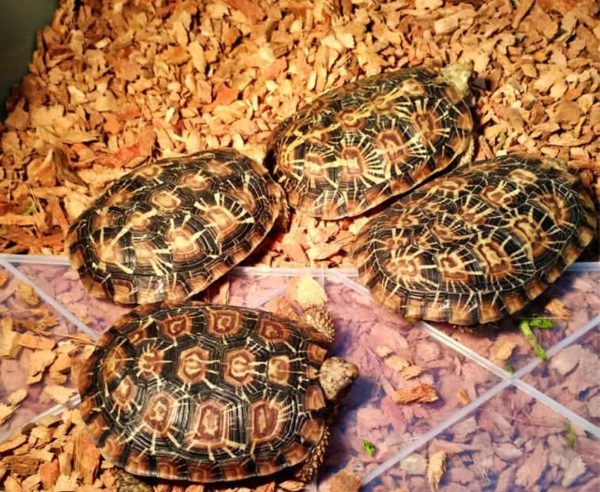 Pancake tortoise for sale