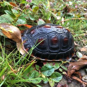 We have some absolutely stunning vividly colored chinese box turtles for sale at the best prices anywhere for this quality of animal.
