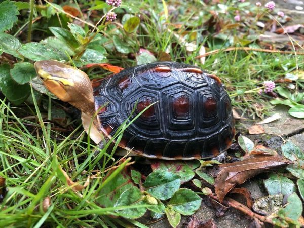 We have some absolutely stunning vividly colored chinese box turtles for sale at the best prices anywhere for this quality of animal.