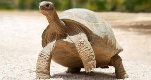 Galapagos tortoise for sale
