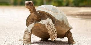 Galapagos tortoise for sale