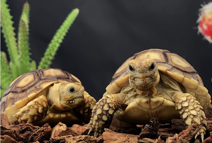Sulcata Tortoises