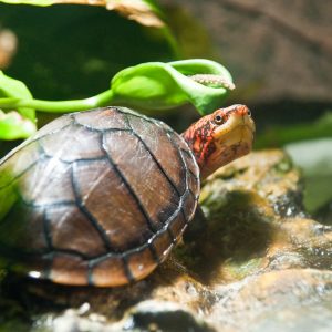 Red Cheeked Mud Turtle for Sale