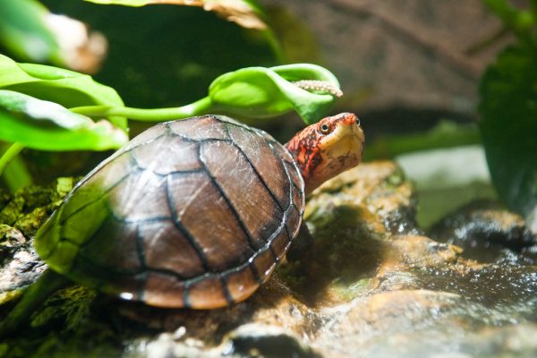 Red Cheeked Mud Turtle for Sale