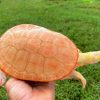 Albino Pink Belly Side Necked Turtle for sale