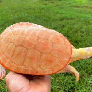 Albino Pink Belly Side Necked Turtle