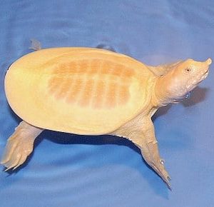 Albino Chinese Softshell Turtle