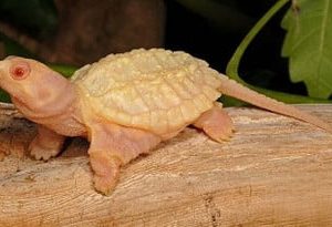 Albino Common Snapping Turtles