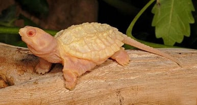 buy Albino Snapping Turtles