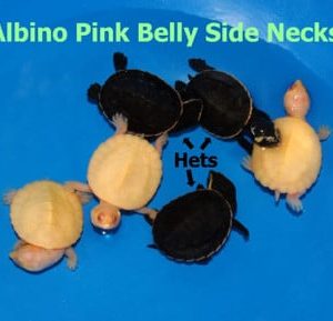 Albino Pink Belly Side Necked Heterozygous