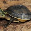 Asian Box Turtle for sale
