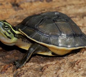 Asian Box Turtle for sale