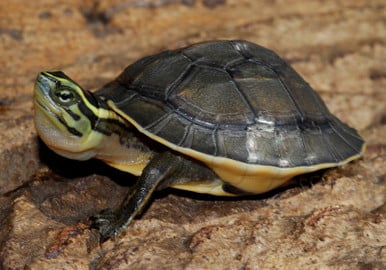 Asian Box Turtle for sale