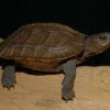 buy Asian Golden Leaf Turtle