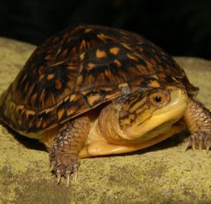 Blanding's Turtle