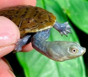 Snake Neck turtle for sale