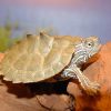 cagle's map turtle for sale