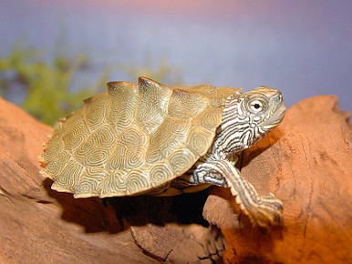 cagle's map turtle for sale