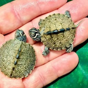 Calico Map Turtle for sale
