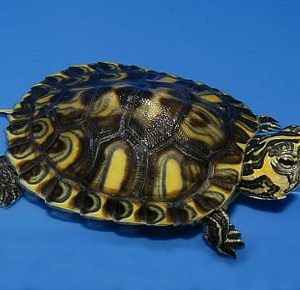 Calico Yellow Bellied Slider