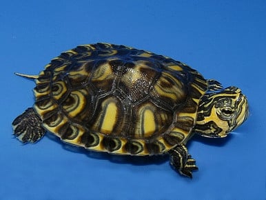 Calico Yellow Bellied Slider