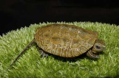 caspian pond turtle for sale