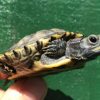 Charcoal Red Eared Slider