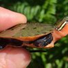 Chinese Big-headed Turtle for Sale