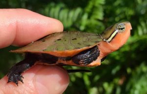 Chinese Big-headed Turtle for Sale