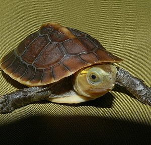 Chinese Golden Box Turtle