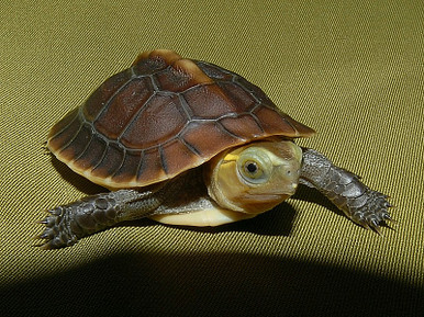buy Chinese Golden Box Turtle